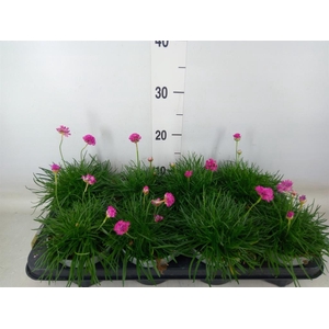 Armeria maritima
