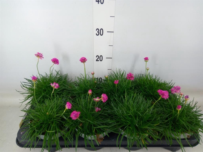 <h4>Armeria maritima</h4>