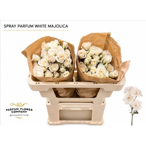 Rosa spray garden white majolica