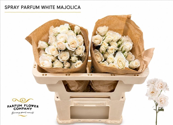 <h4>Rosa spray garden white majolica</h4>