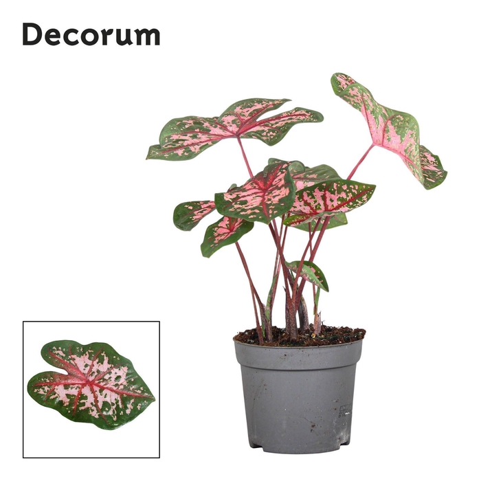 <h4>Caladium Carolyn Whorton Decorum</h4>