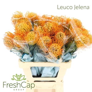 Leuco Jelena