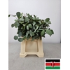 EUC POPULUS BLAD PB -ZA-SUPER