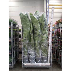 Alocasia zebrina