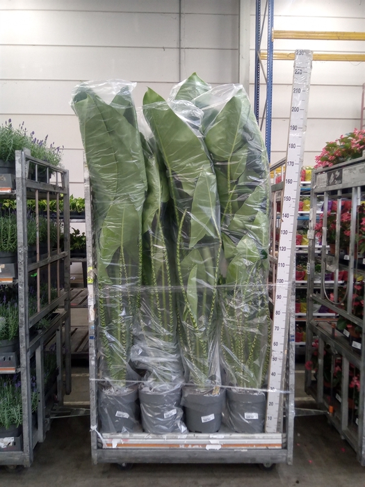 <h4>Alocasia zebrina</h4>