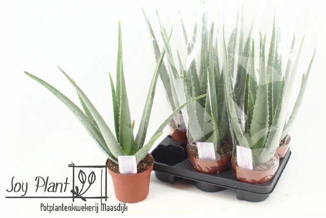 <h4>ALOE VERA</h4>