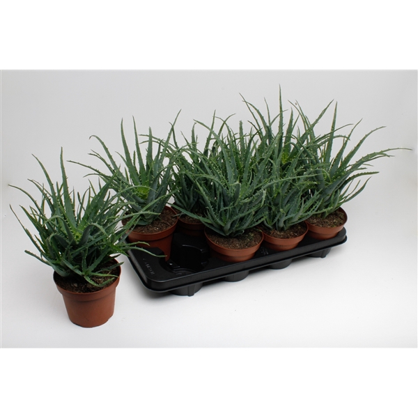 <h4>Aloe Arborencens</h4>