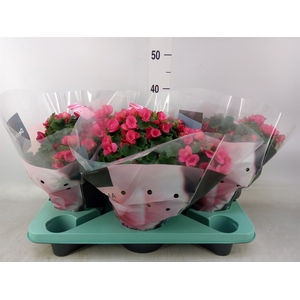 Begonia elat. EN 'Betulia Pink'