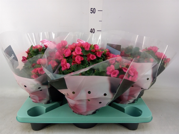 <h4>Begonia elat. EN 'Betulia Pink'</h4>