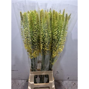 EREMURUS STENOPHYLLUS