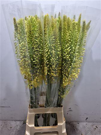 <h4>EREMURUS STENOPHYLLUS</h4>
