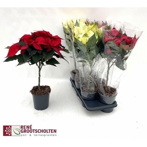 EUPHOR P STEM MIX P15