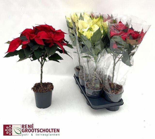 <h4>EUPHOR P STEM MIX P15</h4>