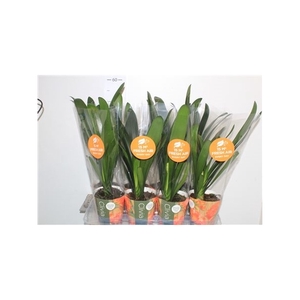 Clivia Mi