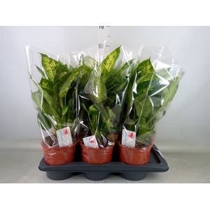 Dieffenbachia  'Compacta'