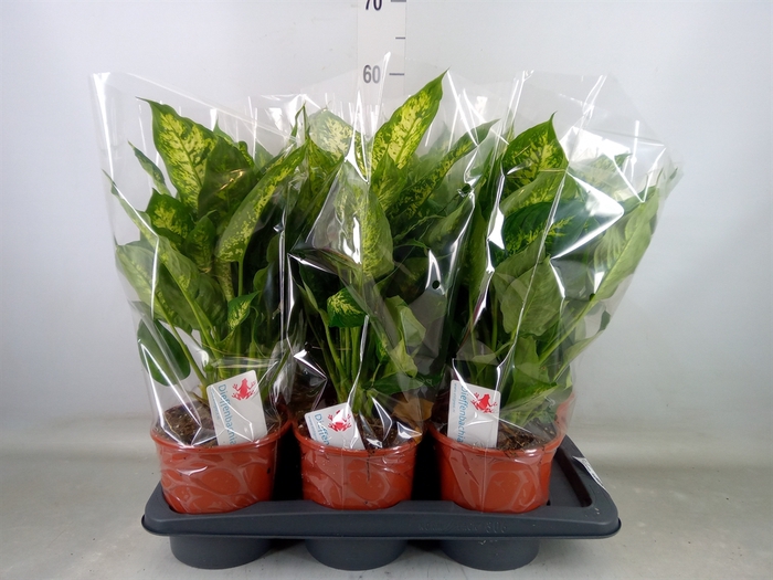 <h4>Dieffenbachia  'Compacta'</h4>