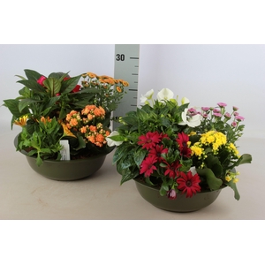 ARR TUINPLANTEN