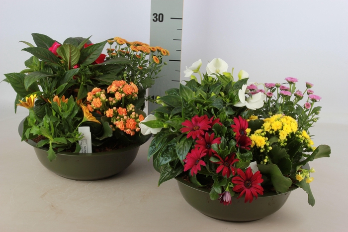 <h4>ARR TUINPLANTEN</h4>