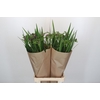 Freesia One XXL Blue