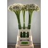 ALLIUM NIGRUM