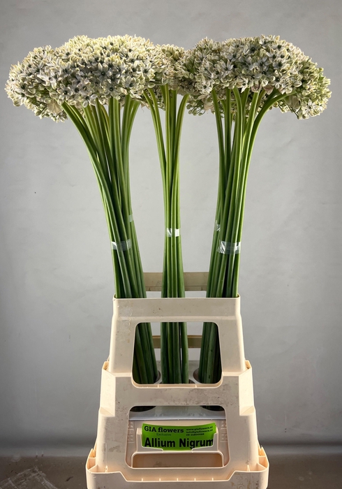 ALLIUM NIGRUM