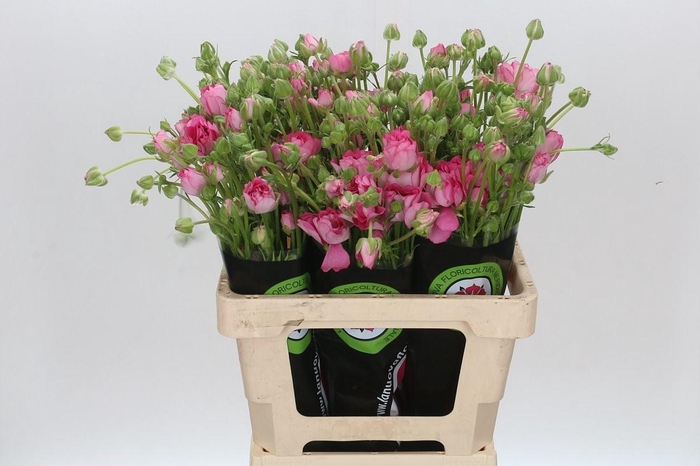 Ranunculus Moderna Dolce