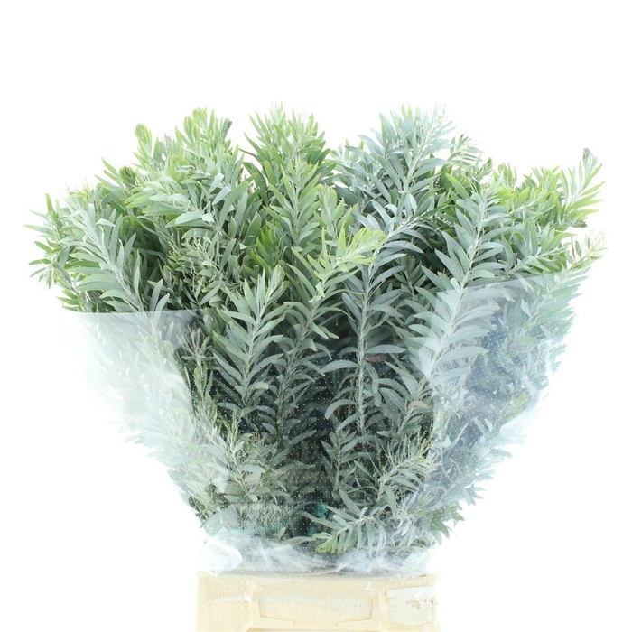 <h4>ACACIA BL CL LUNE BS</h4>