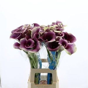 Calla Ranomi | Dubbelbloemig