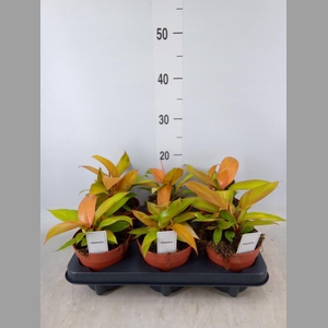 Philodendron  'Prince Of Orange'