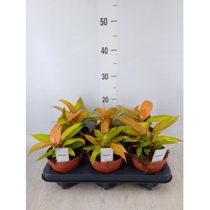 Philodendron  'Prince Of Orange'