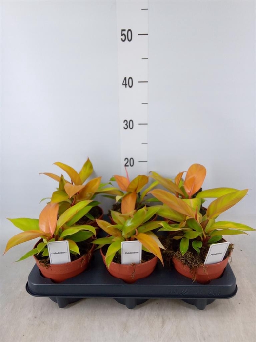 <h4>Philodendron  'Prince Of Orange'</h4>