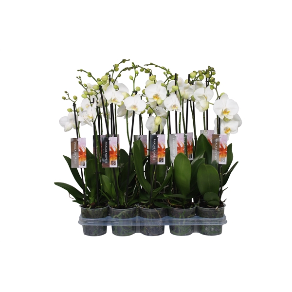 <h4>Phalaenopsis White, 2-spike 14+</h4>