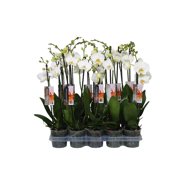 <h4>Phalaenopsis White, 2-spike 18+</h4>