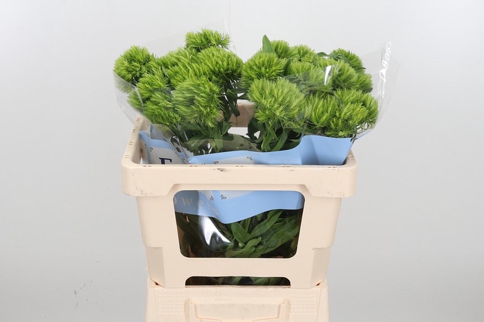 <h4>Di Barb Green Wicky</h4>