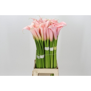 Zantedeschia Eydolls Pink