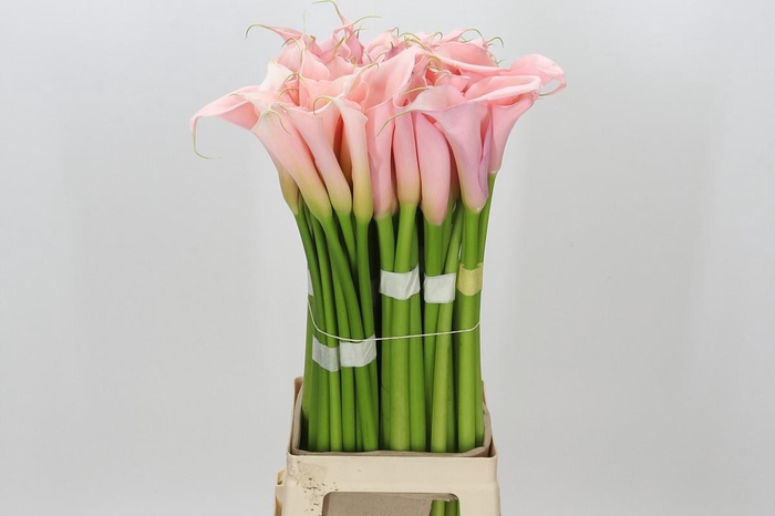 Zantedeschia Eydolls Pink