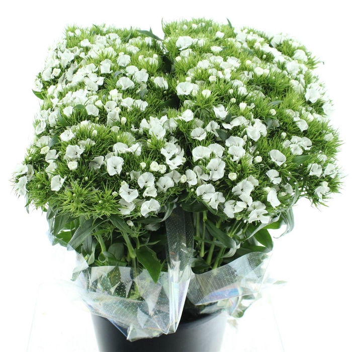 <h4>Di Barb Duke White Super</h4>