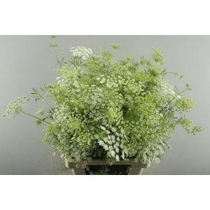 Ammi Majus