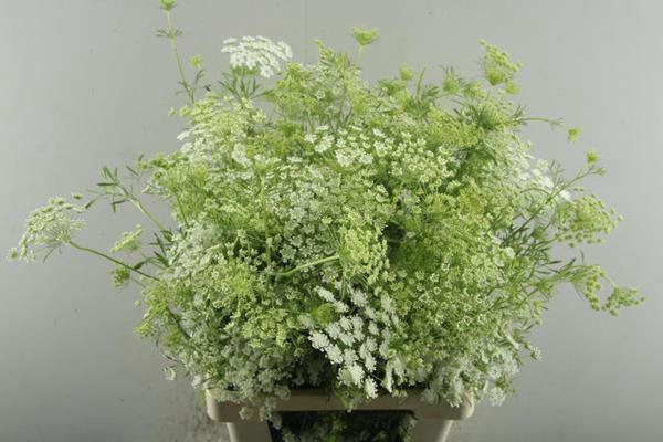 <h4>Ammi Majus</h4>