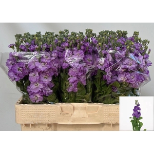 MATTH FIGARO LAVENDE