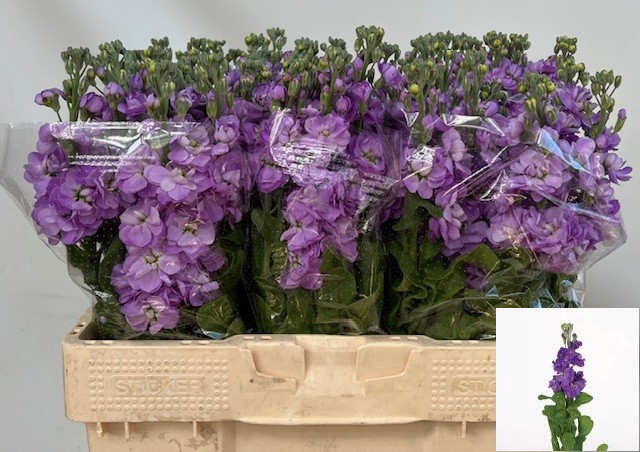 <h4>MATTH FIGARO LAVENDE</h4>