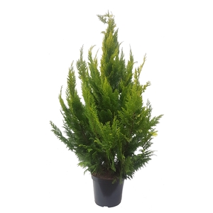 Chamaecyparis law. Ivonne, plantmaat 140-160 cm - Rondgestoken -