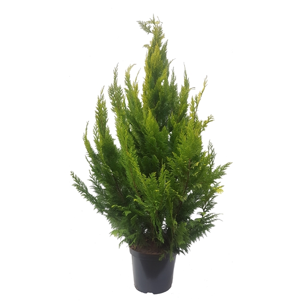 <h4>Chamaecyparis law. Ivonne, plantmaat 140-160 cm - Rondgestoken -</h4>