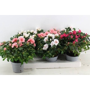 RHODO SI GEM