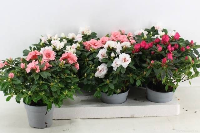 <h4>RHODO SI GEM</h4>