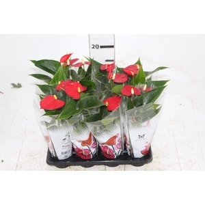 ANTHURIUM P06 VERMELHO