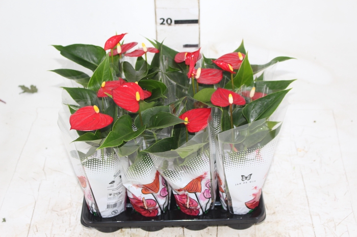 <h4>ANTHURIUM P06 VERMELHO</h4>