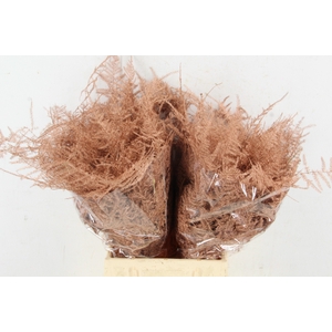 Asp IT 1e Veren Koper