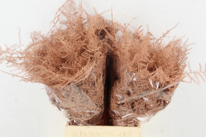 <h4>Asp IT 1e Veren Koper</h4>