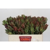 Leucadendron Highlight